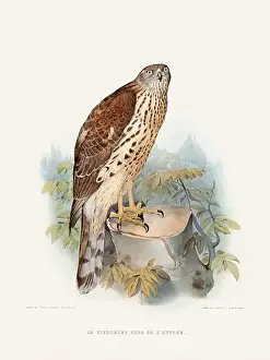Classic Illustration Prints: Vintage falconry illustration from a French book published in the mid-19th century