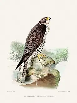 Vintage falconry illustration from a French book published in the mid-19th century. Circa 1845
