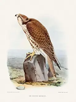 Vintage falconry illustration from a French book published in the mid-19th century. Circa 1845