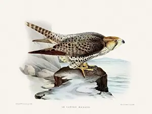 Classic Illustration Prints: Vintage falconry illustration from a French book published in the mid-19th century