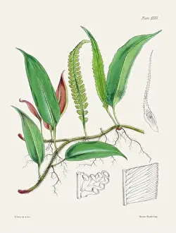 Fern Painting Prints: Vintage fern illustration. Botanical art from a book published in London, circa 1859