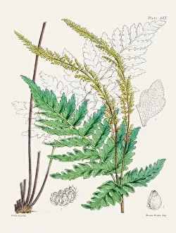Fern Painting Prints: Vintage fern illustration. Botanical art from a book published in London, circa 1859