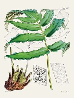 Fern Painting Prints: Vintage fern illustration. Botanical art from a book published in London, circa 1859
