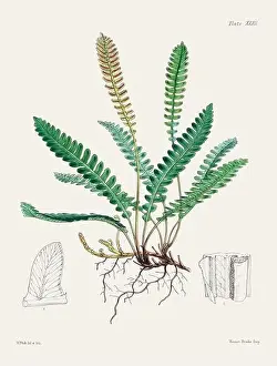 Fern Painting Prints: Vintage fern illustration. Botanical art from a book published in London, circa 1859