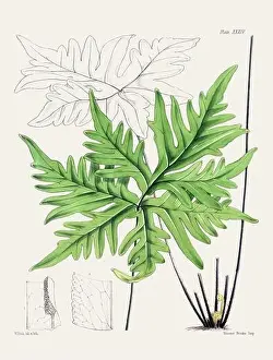 Vintage fern illustration. Botanical art from a book published in London, circa 1859