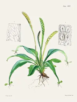 Vintage fern illustration. Botanical art from a book published in London, circa 1859