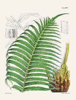 Fern Painting Prints: Vintage fern illustration. Botanical art from a book published in London, circa 1859