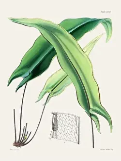 Vintage fern illustration. Botanical art from a book published in London, circa 1859
