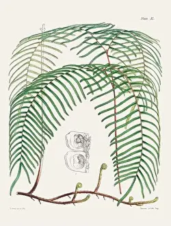 Fern Painting Prints: Vintage fern illustration. Botanical art from a book published in London, circa 1859