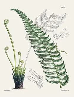 Vintage fern illustration. Botanical art from a book published in London, circa 1859