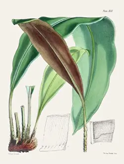 Vintage fern illustration. Botanical art from a book published in London, circa 1859
