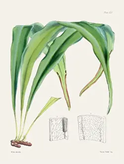 Vintage fern illustration. Botanical art from a book published in London, circa 1859