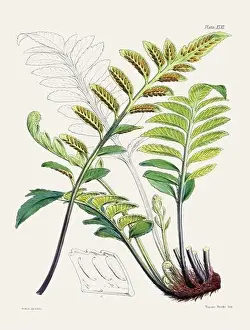 Fern Painting Prints: Vintage fern illustration. Botanical art from a book published in London, circa 1859