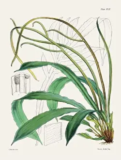 Fern Painting Prints: Vintage fern illustration. Botanical art from a book published in London, circa 1859