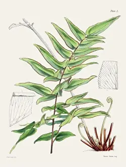 Vintage fern illustration. Botanical art from a book published in London, circa 1859