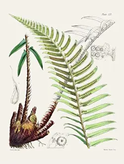 Vintage fern illustration. Botanical art from a book published in London, circa 1859