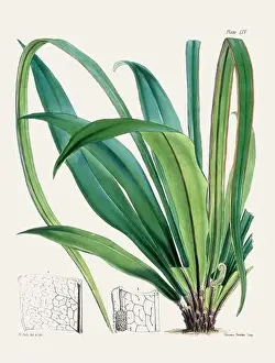 Fern Painting Prints: Vintage fern illustration. Botanical art from a book published in London, circa 1859
