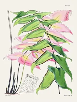 Vintage fern illustration. Botanical art from a book published in London, circa 1859