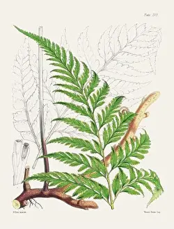 Vintage fern illustration. Botanical art from a book published in London, circa 1859