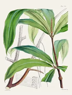 Fern Painting Prints: Vintage fern illustration. Botanical art from a book published in London, circa 1859