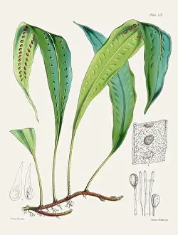 Vintage fern illustration. Botanical art from a book published in London, circa 1859