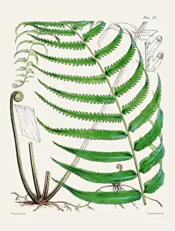 Fern Painting Prints: Vintage fern illustration. Botanical art from a book published in London, circa 1859