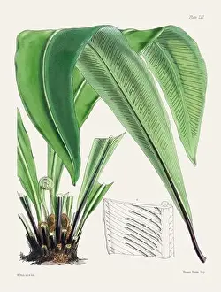 Vintage fern illustration. Botanical art from a book published in London, circa 1859