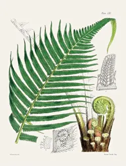 Fern Painting Prints: Vintage fern illustration. Botanical art from a book published in London, circa 1859