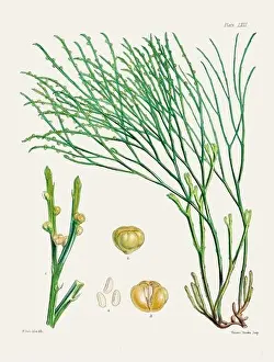 Fern Painting Prints: Vintage fern illustration. Botanical art from a book published in London, circa 1859
