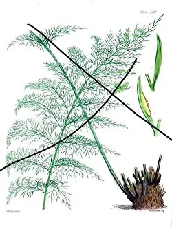 Fern Painting Prints: Vintage fern illustration. Botanical art from a book published in London, circa 1859