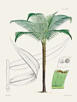 Fern Painting Prints: Vintage fern illustration. Botanical art from a book published in London, circa 1859