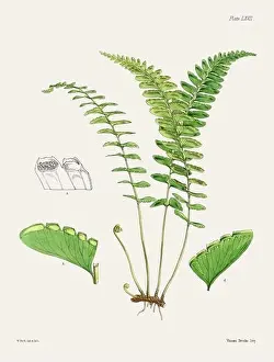 Flora Family Prints: Vintage fern illustration. Botanical art from a book published in London, circa 1859