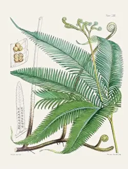 Flora Family Prints: Vintage fern illustration. Botanical art from a book published in London, circa 1859