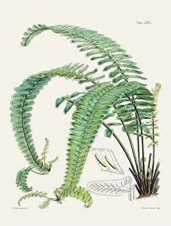 Old Fashioned Prints: Vintage fern illustration. Botanical art from a book published in London, circa 1859