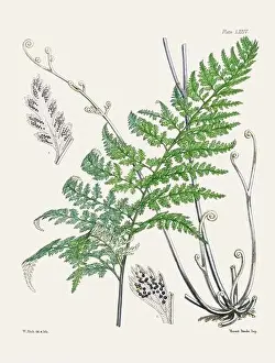 Flora Family Prints: Vintage fern illustration. Botanical art from a book published in London, circa 1859