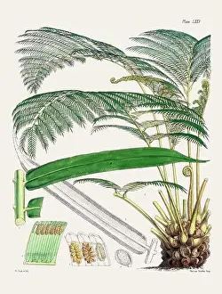 Flora Family Prints: Vintage fern illustration. Botanical art from a book published in London, circa 1859