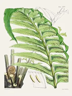 Flora Family Prints: Vintage fern illustration. Botanical art from a book published in London, circa 1859