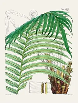 Flora Family Prints: Vintage fern illustration. Botanical art from a book published in London, circa 1859