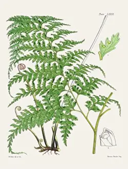 Flora Family Prints: Vintage fern illustration. Botanical art from a book published in London, circa 1859