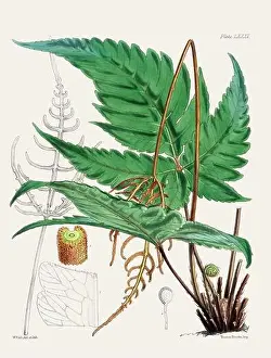 Flora Family Prints: Vintage fern illustration. Botanical art from a book published in London, circa 1859