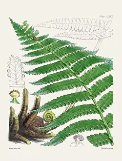 Vintage fern illustration. Botanical art from a book published in London, circa 1859