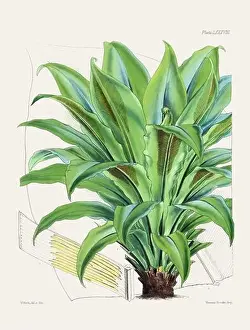 Flora Family Prints: Vintage fern illustration. Botanical art from a book published in London, circa 1859