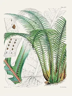Flora Family Prints: Vintage fern illustration. Botanical art from a book published in London, circa 1859