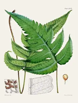 Flora Family Prints: Vintage fern illustration. Botanical art from a book published in London, circa 1859