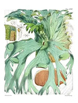 Vintage fern illustration. Botanical art from a book published in London, circa 1859