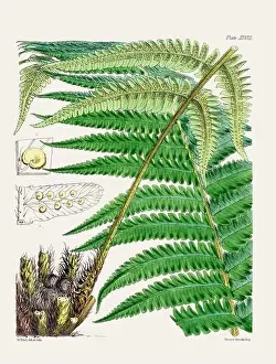 Flora Family Prints: Vintage fern illustration. Botanical art from a book published in London, circa 1859
