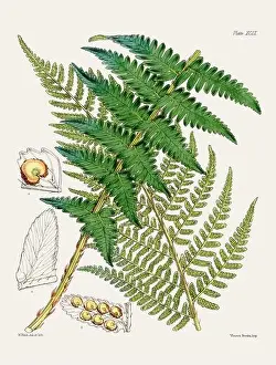 Flora Family Prints: Vintage fern illustration. Botanical art from a book published in London, circa 1859