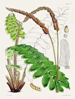 Flora Family Prints: Vintage fern illustration. Botanical art from a book published in London, circa 1859