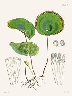 Flora Family Prints: Vintage fern illustration. Botanical art from a book published in London, circa 1859