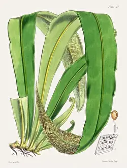 Flora Family Prints: Vintage fern illustration. Botanical art from a book published in London, circa 1859